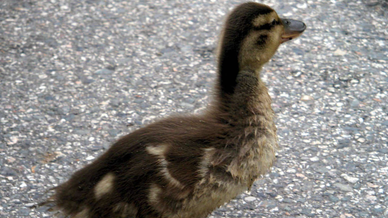 Eden Project duckling