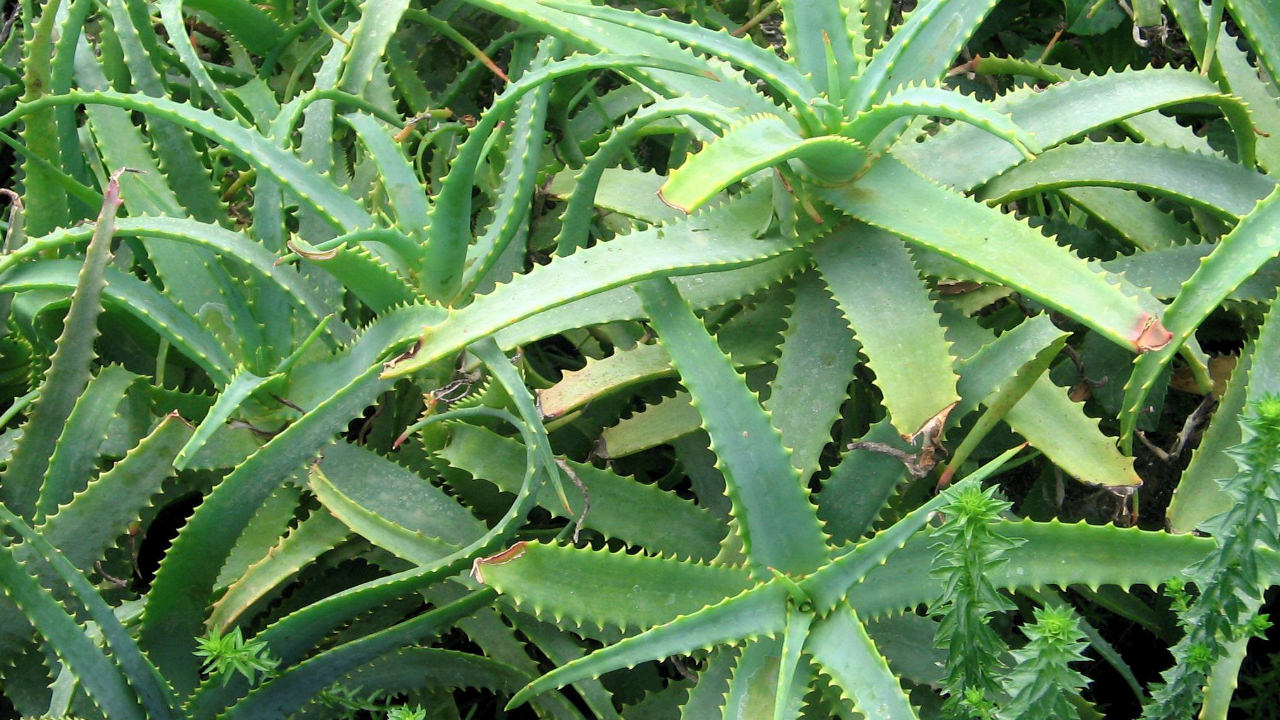 Eden Project leaves