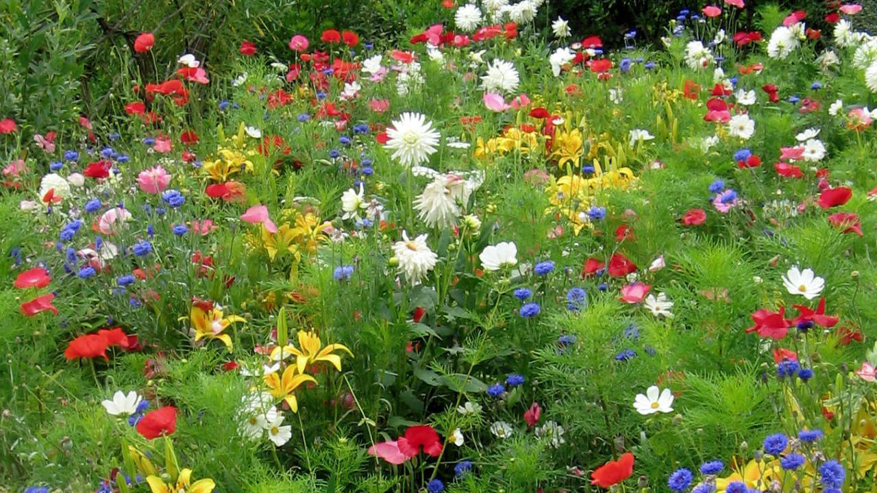 Eden Project wildflowers