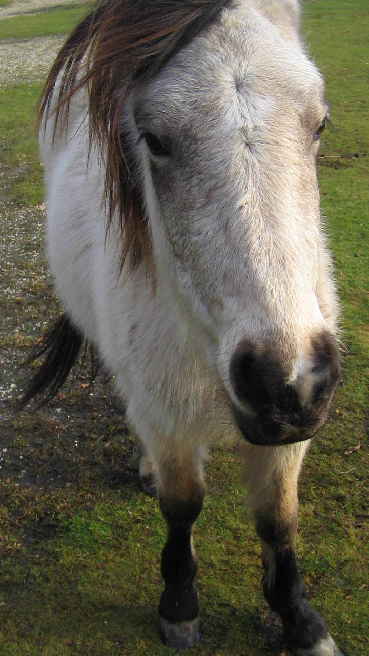 White horse in the New Forest