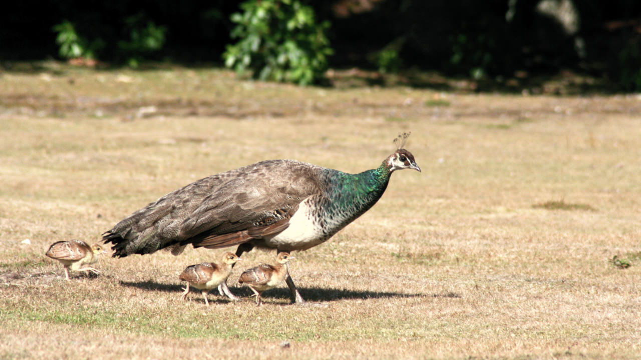 Brownsea Island peacocks