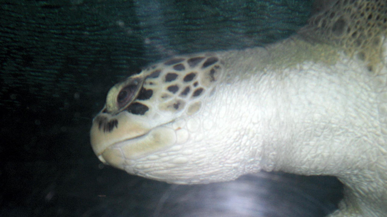 Close up of a turtle through the glass