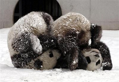 Baby Pandas