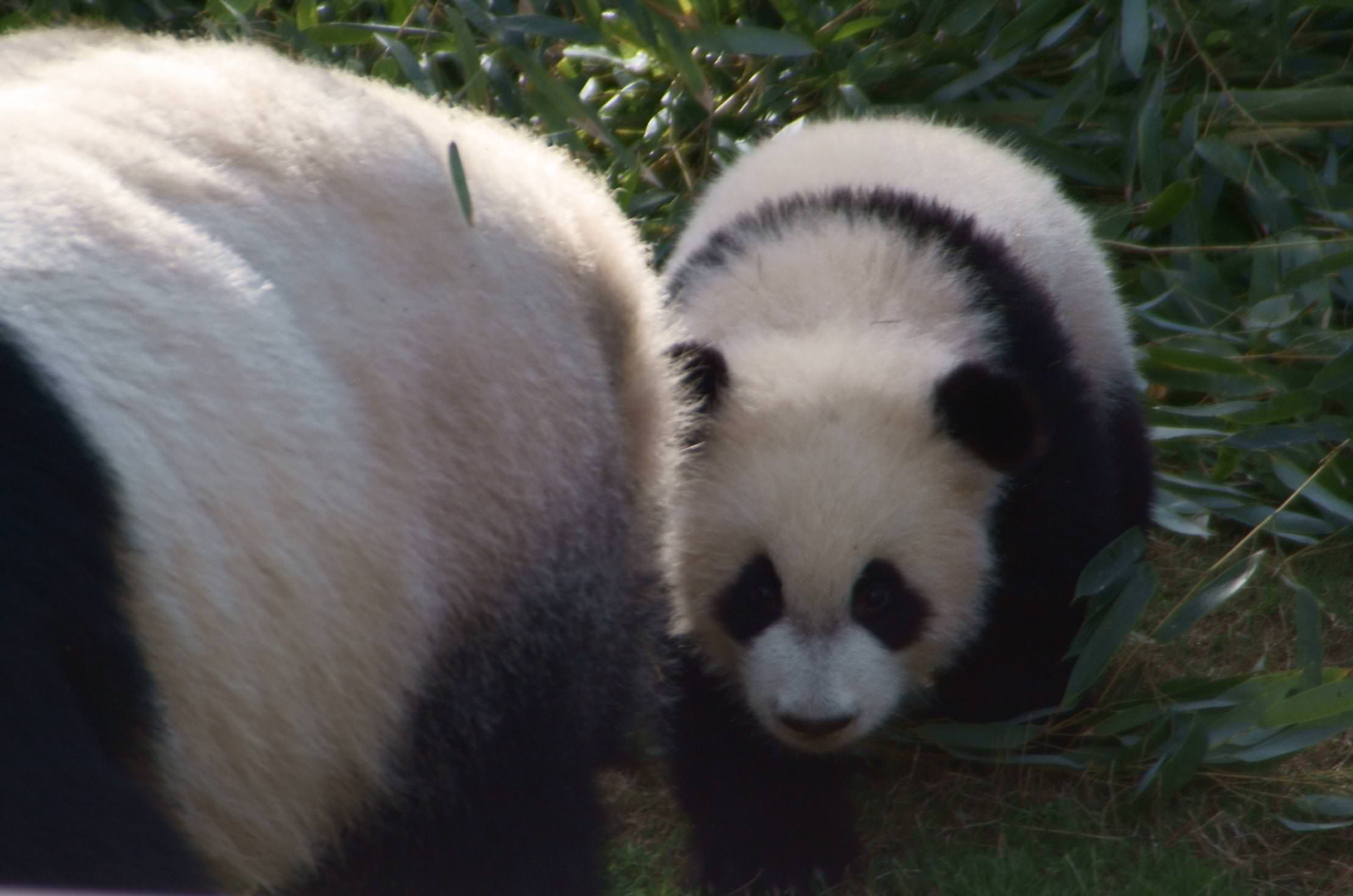 Baby Pandas