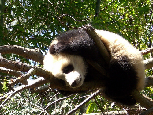 Baby Panda