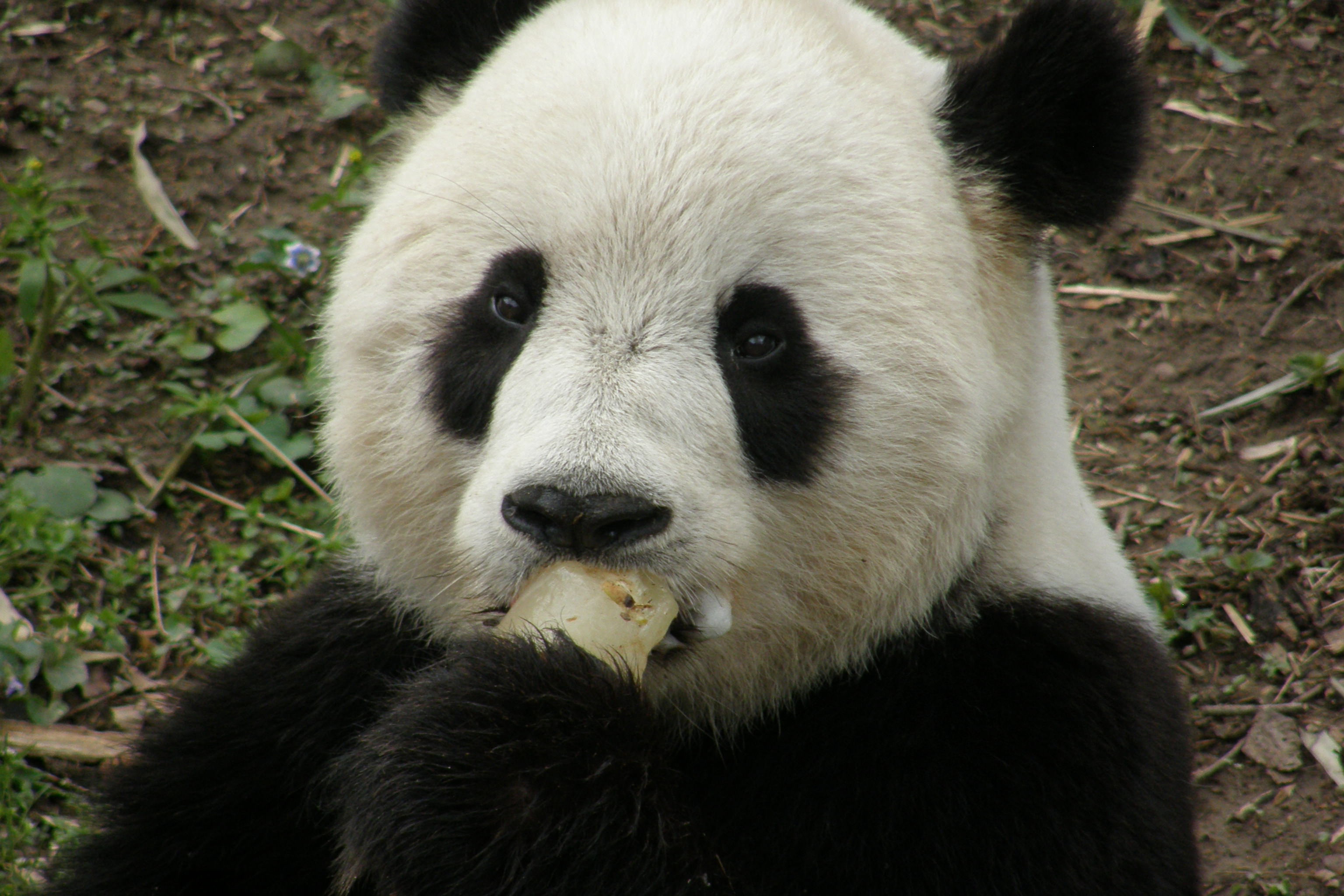 Baby Panda
