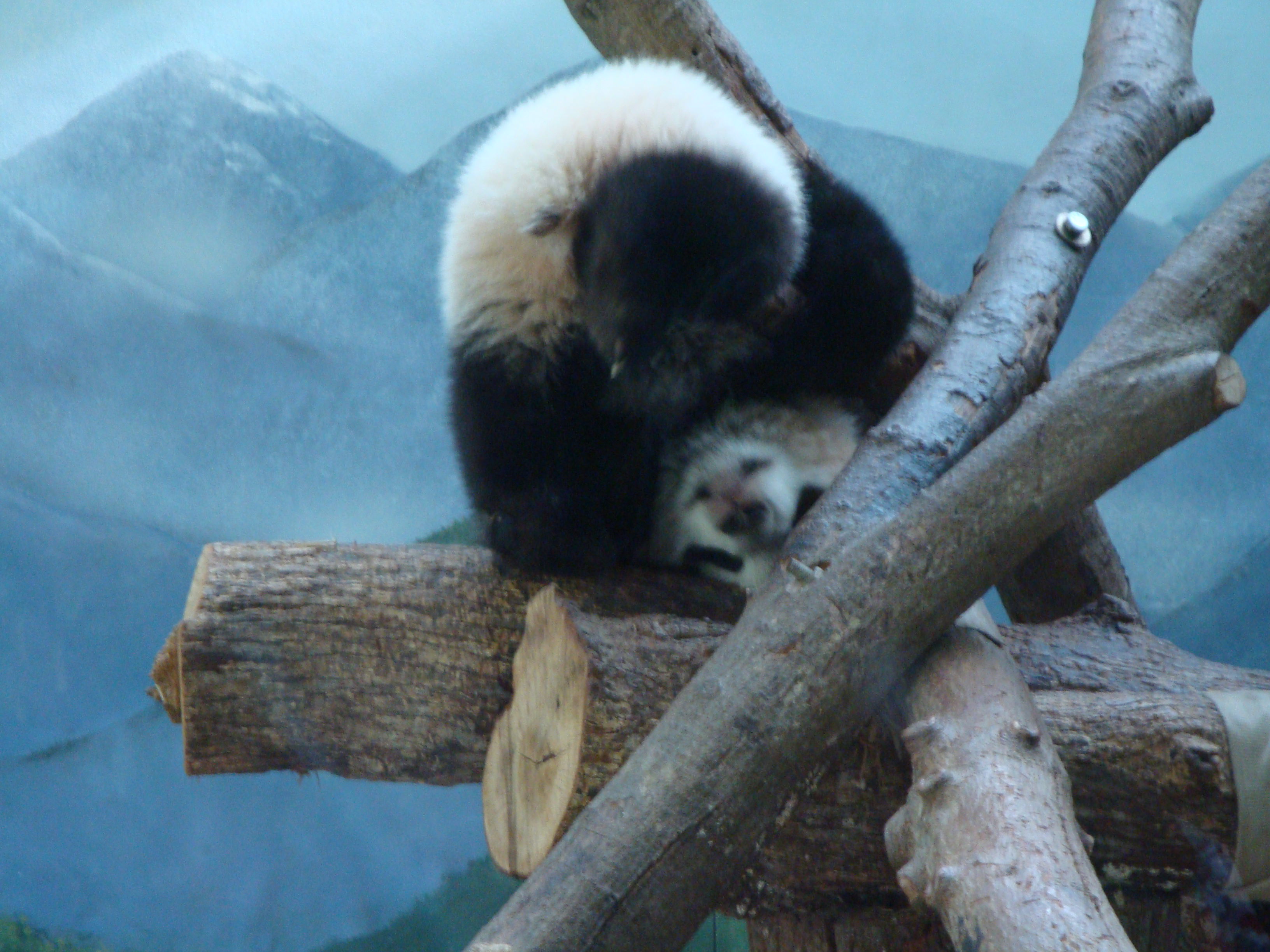 Baby Panda