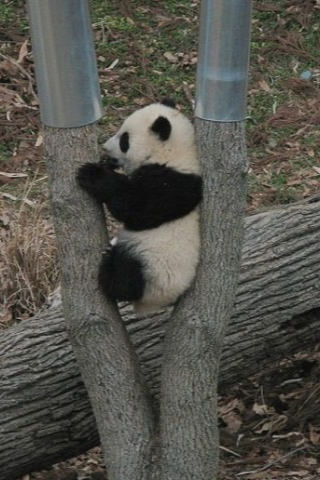 Baby Panda