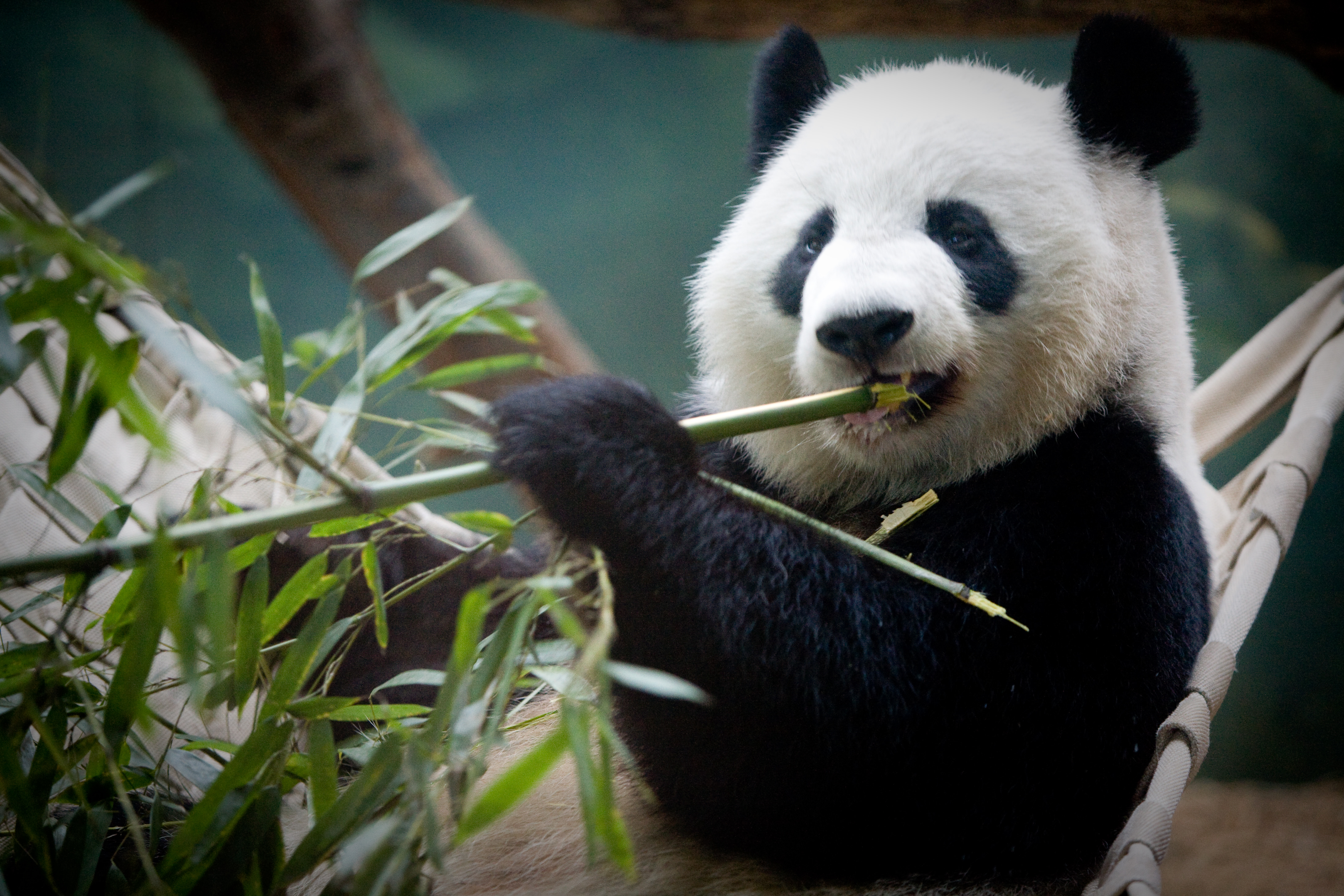 Baby Panda