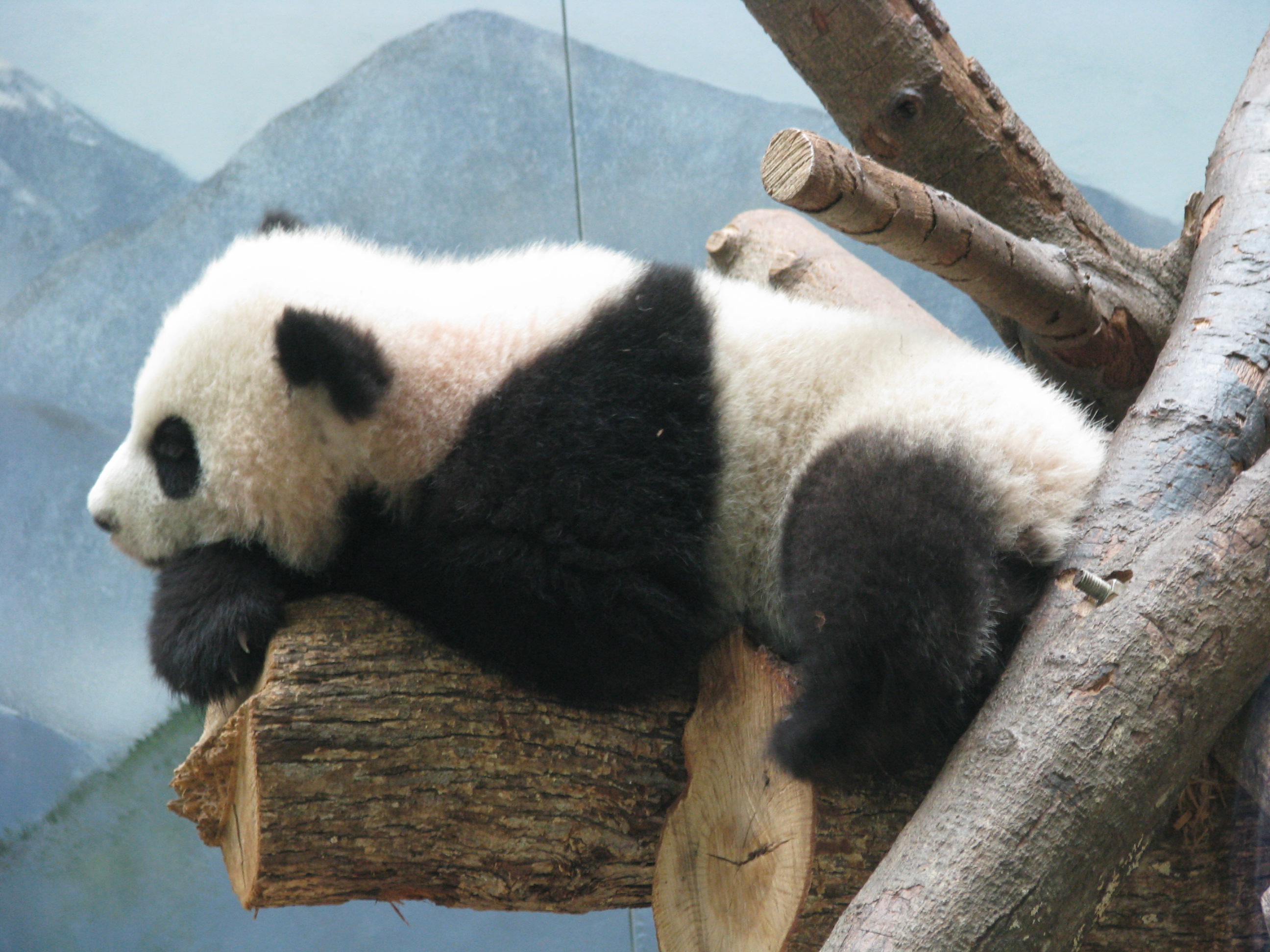 Baby Panda