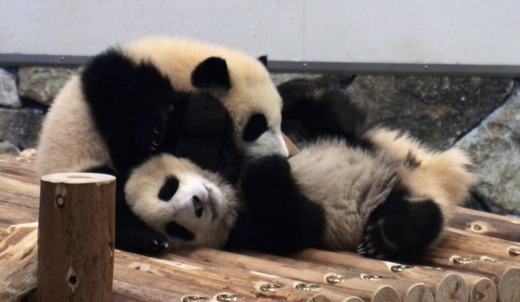 Baby Panda