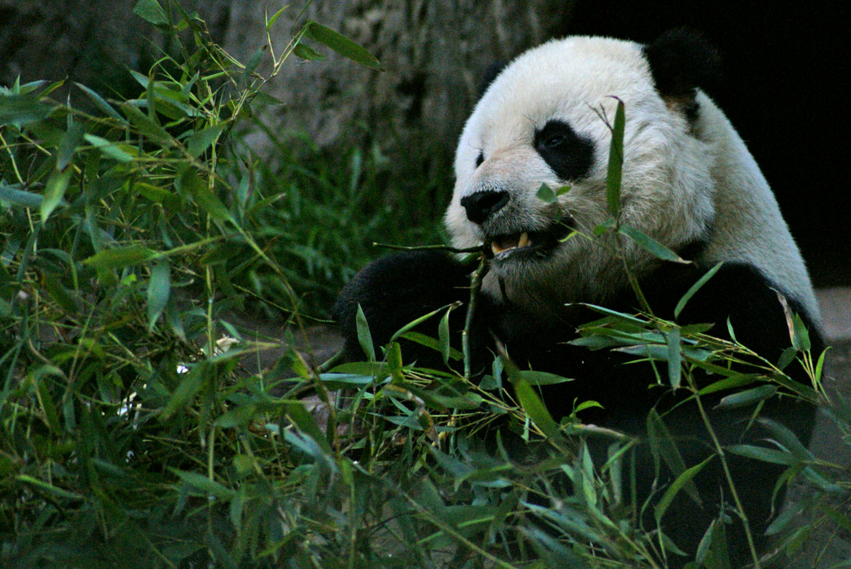 Baby Panda
