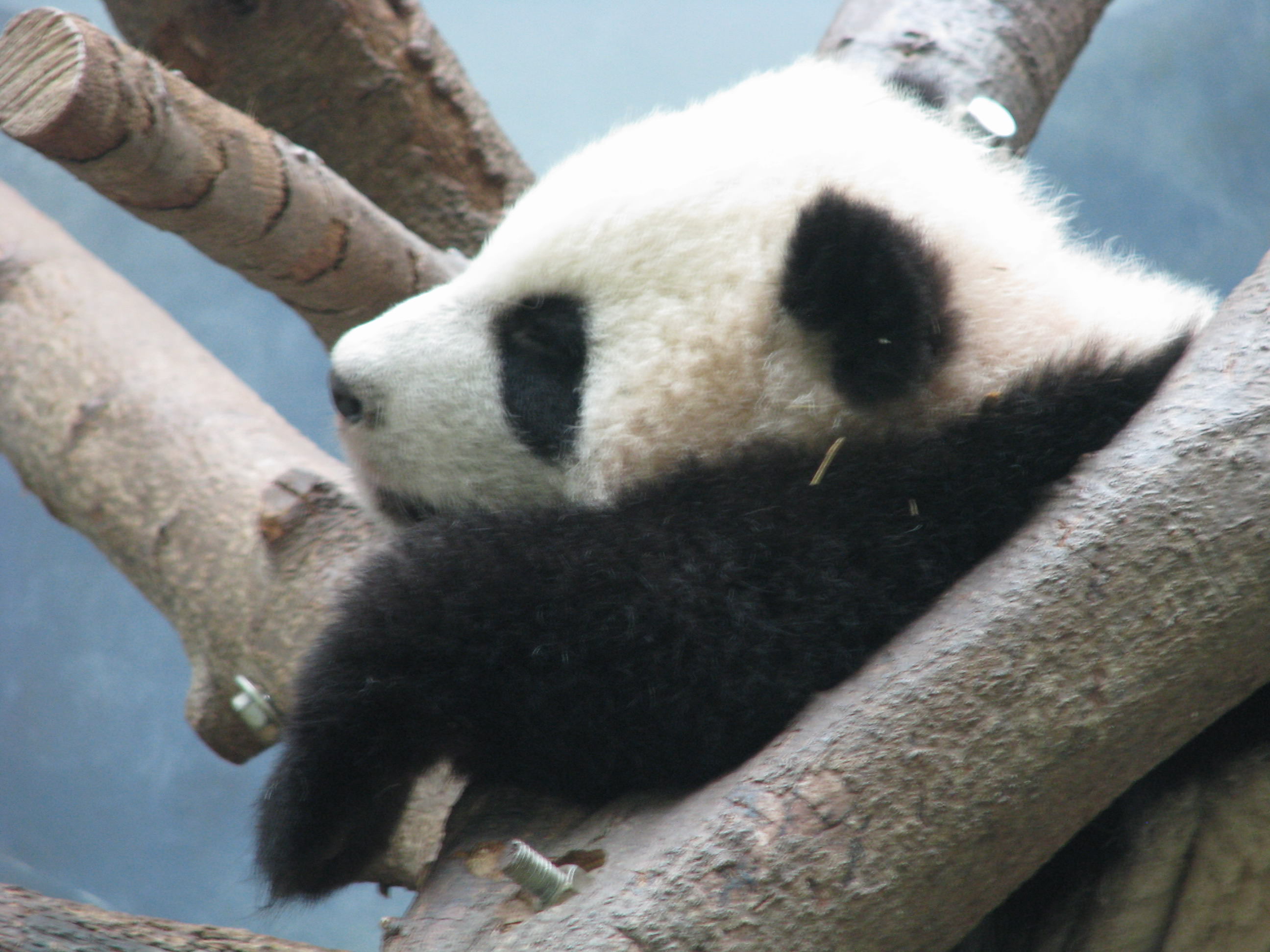 Baby Panda