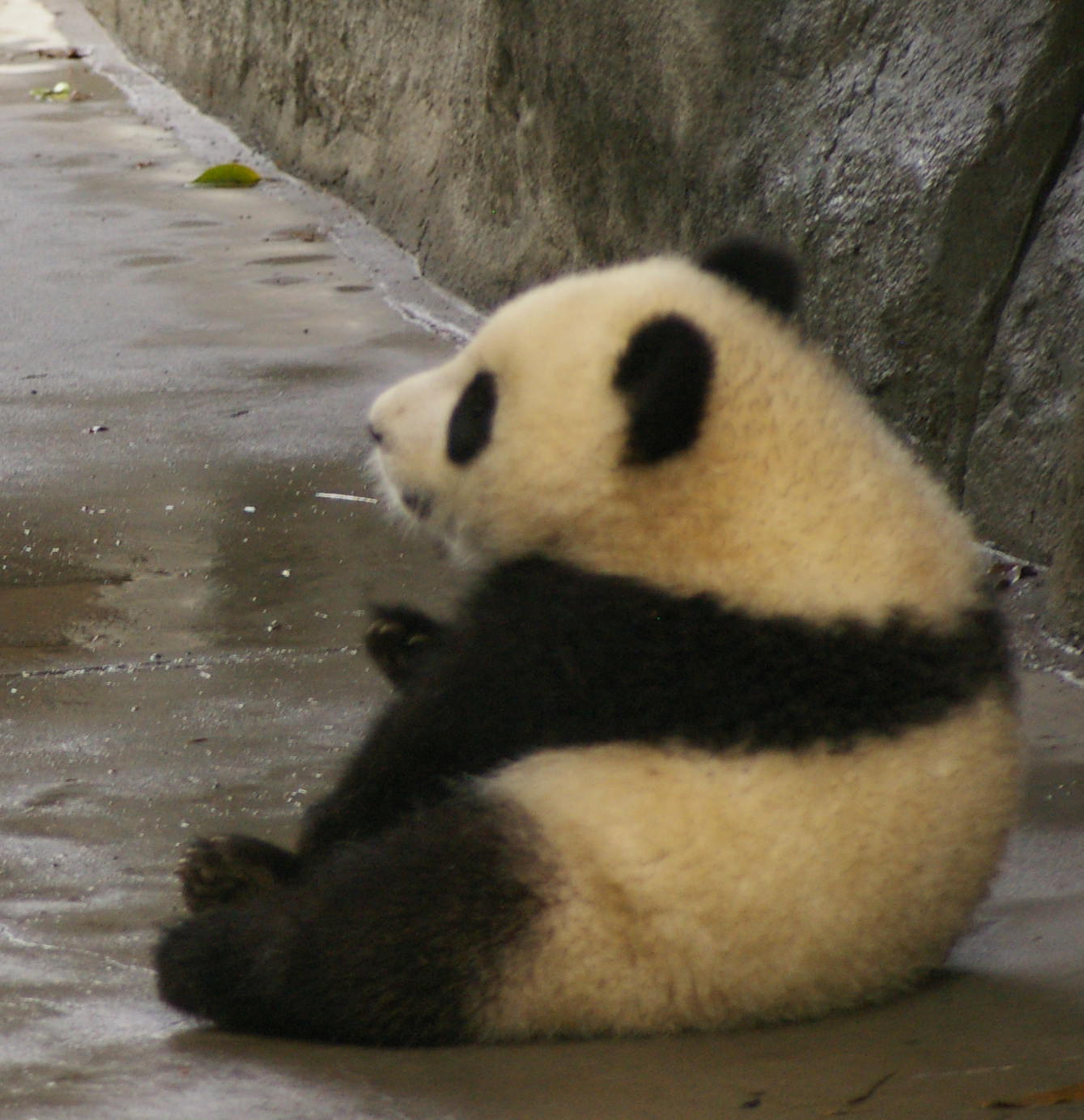 Baby Panda Thursday