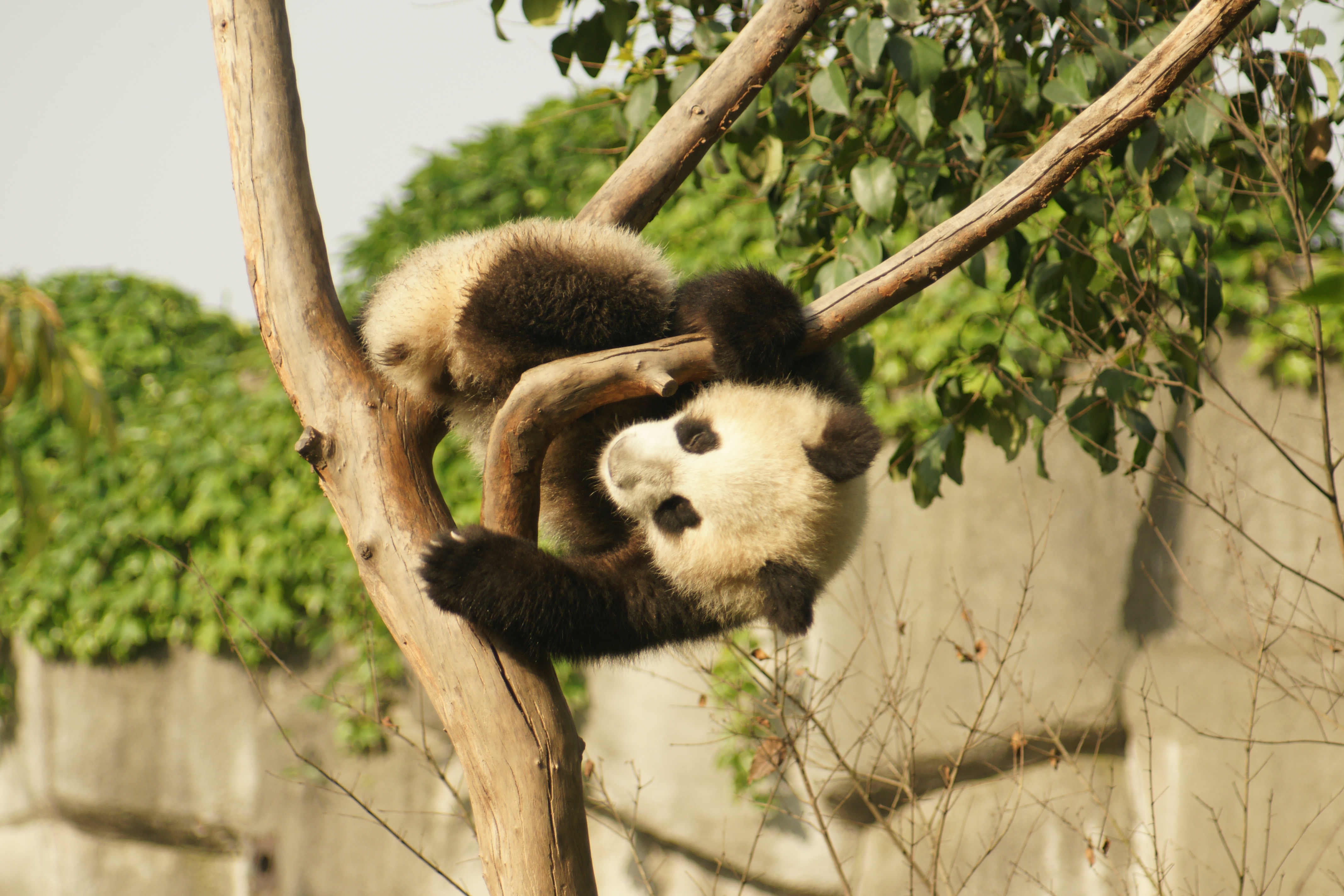 Baby Panda Thursday