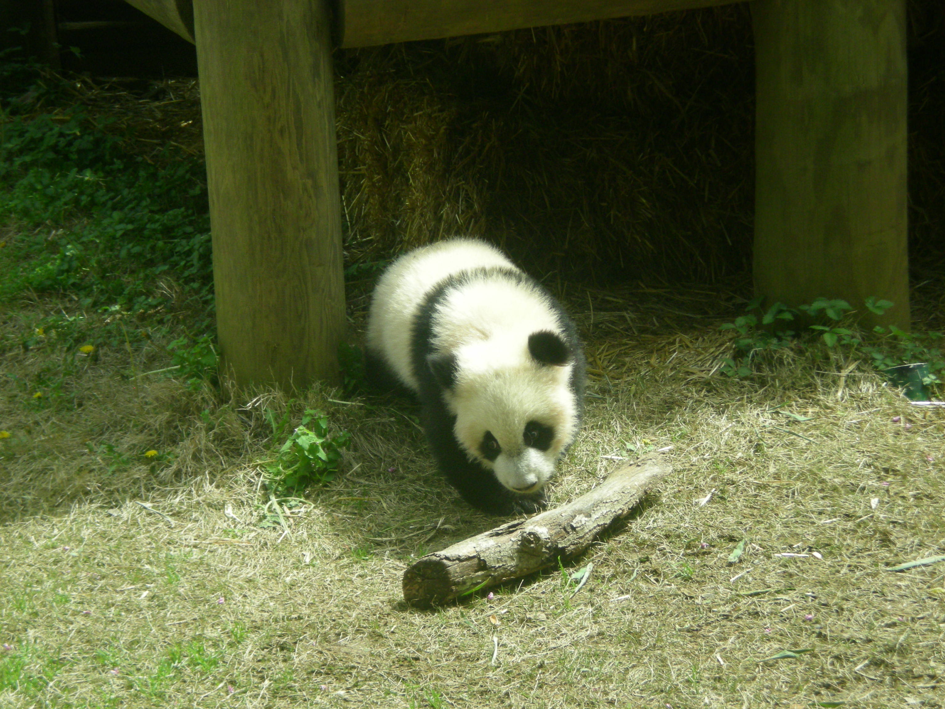 Baby Panda Thursday