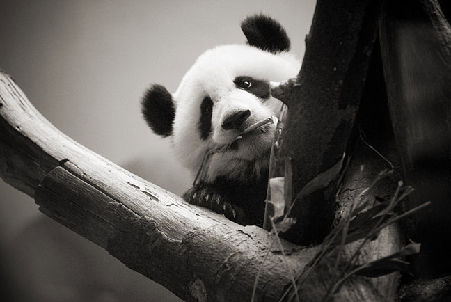 Baby Panda Thursday