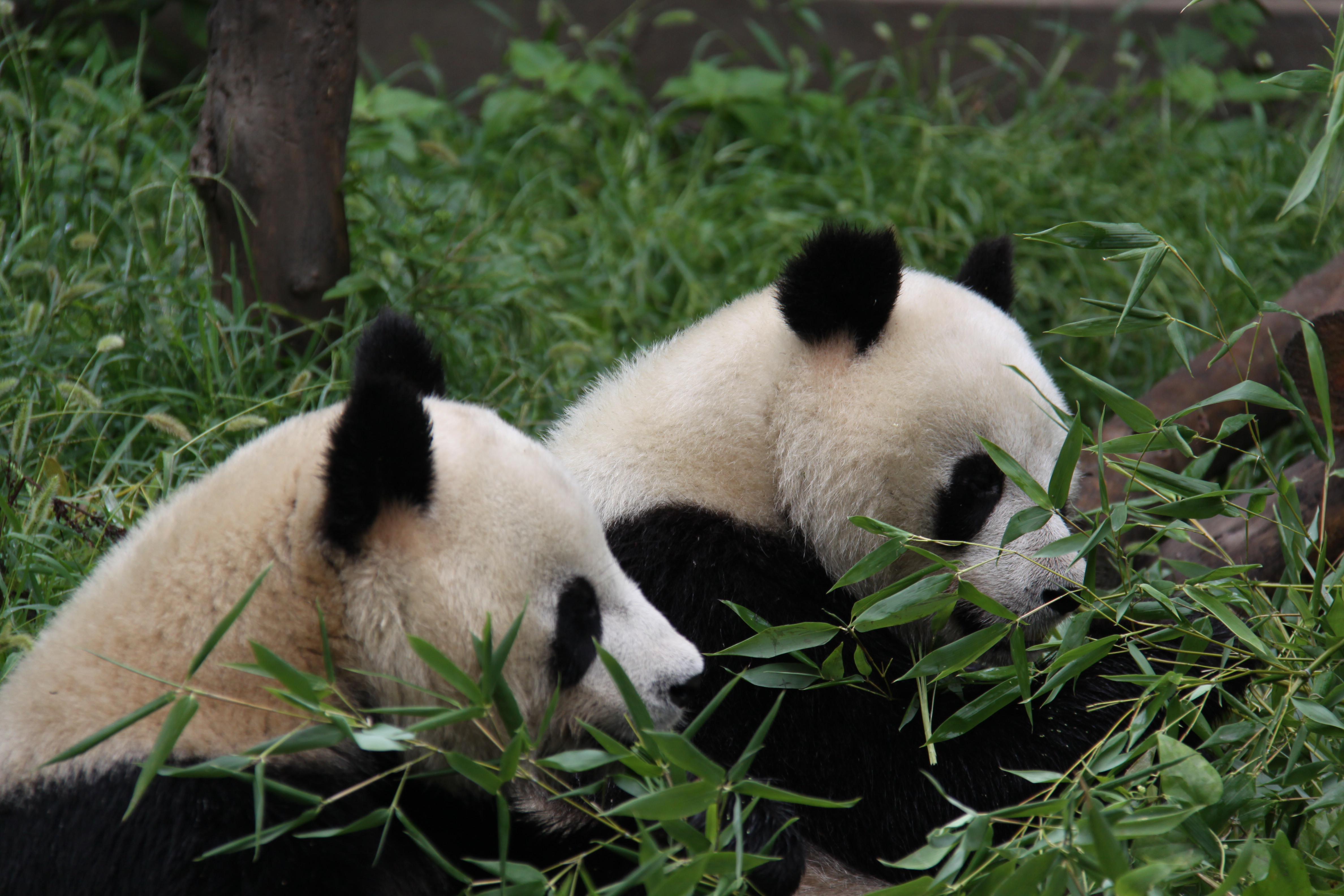 Baby Panda Thursday