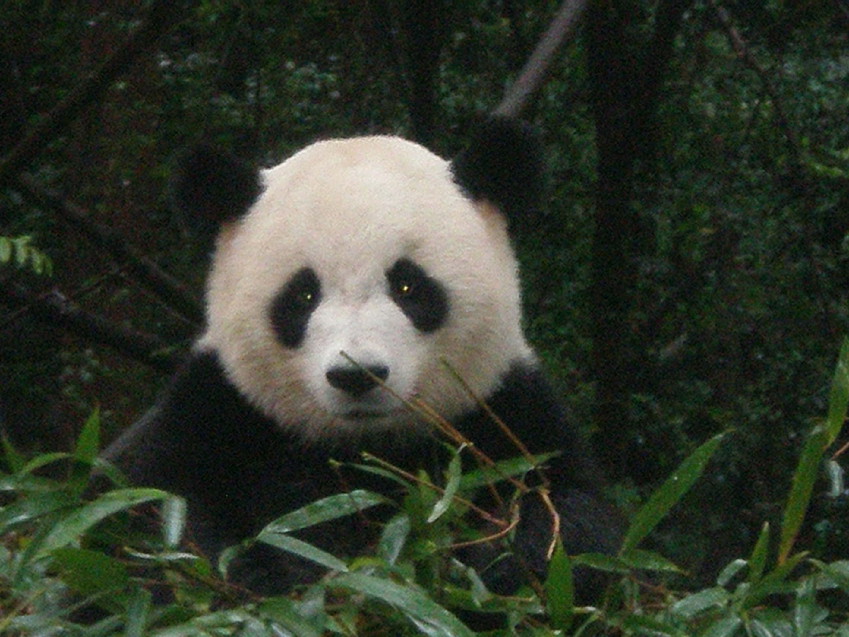 Baby Panda Thursday
