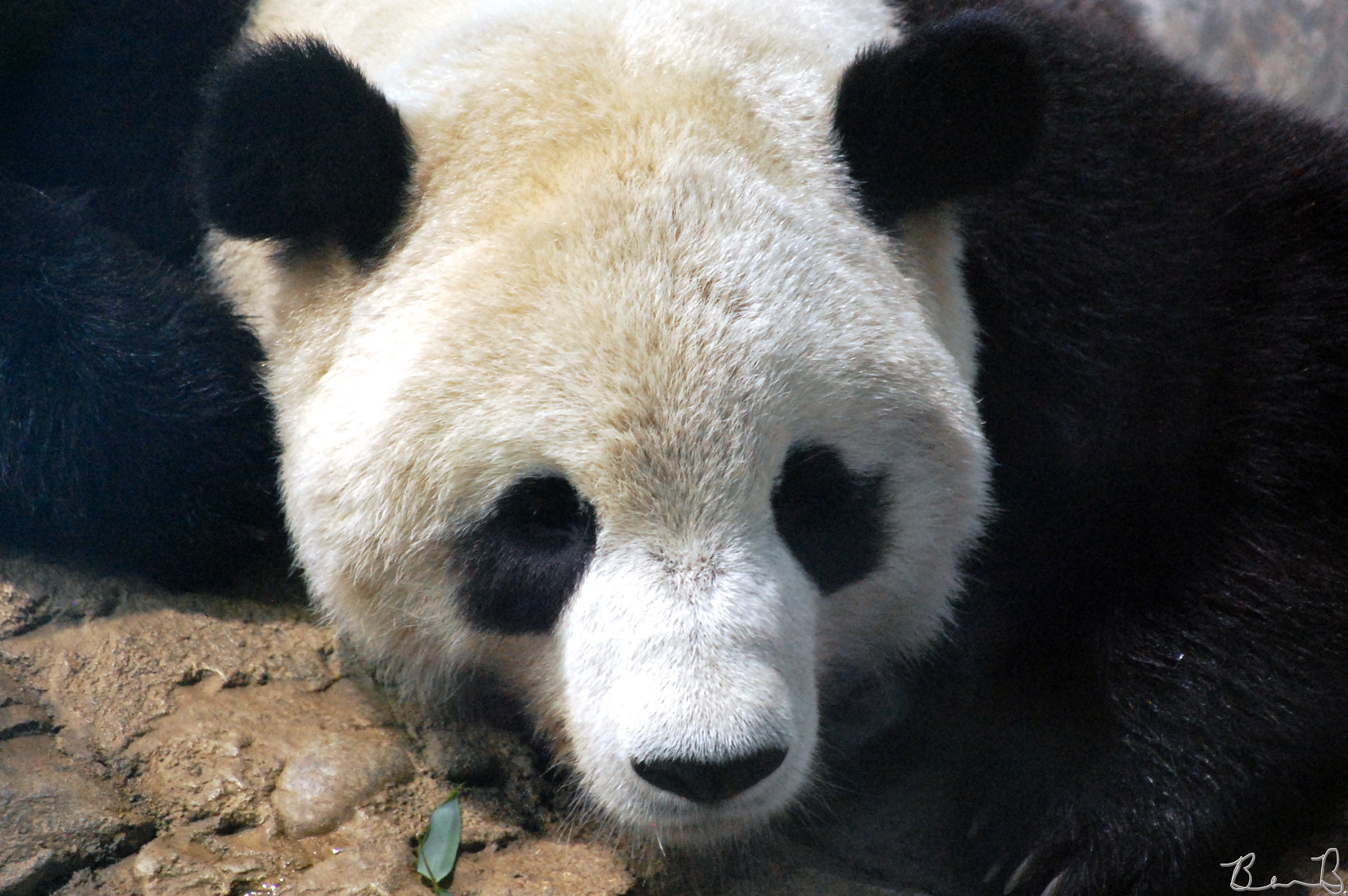 Baby Panda Thursday #27