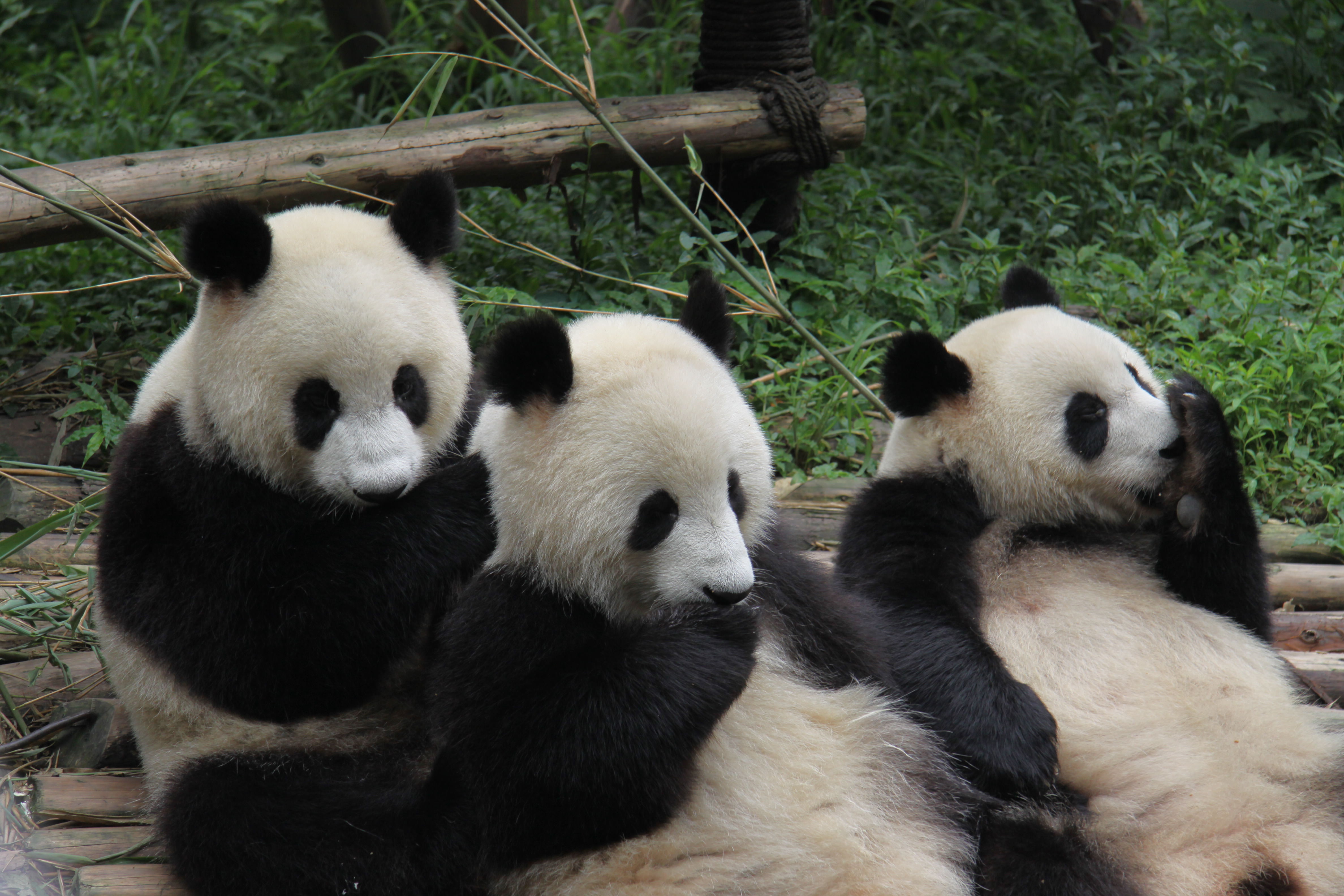 Baby Panda Thursday #28