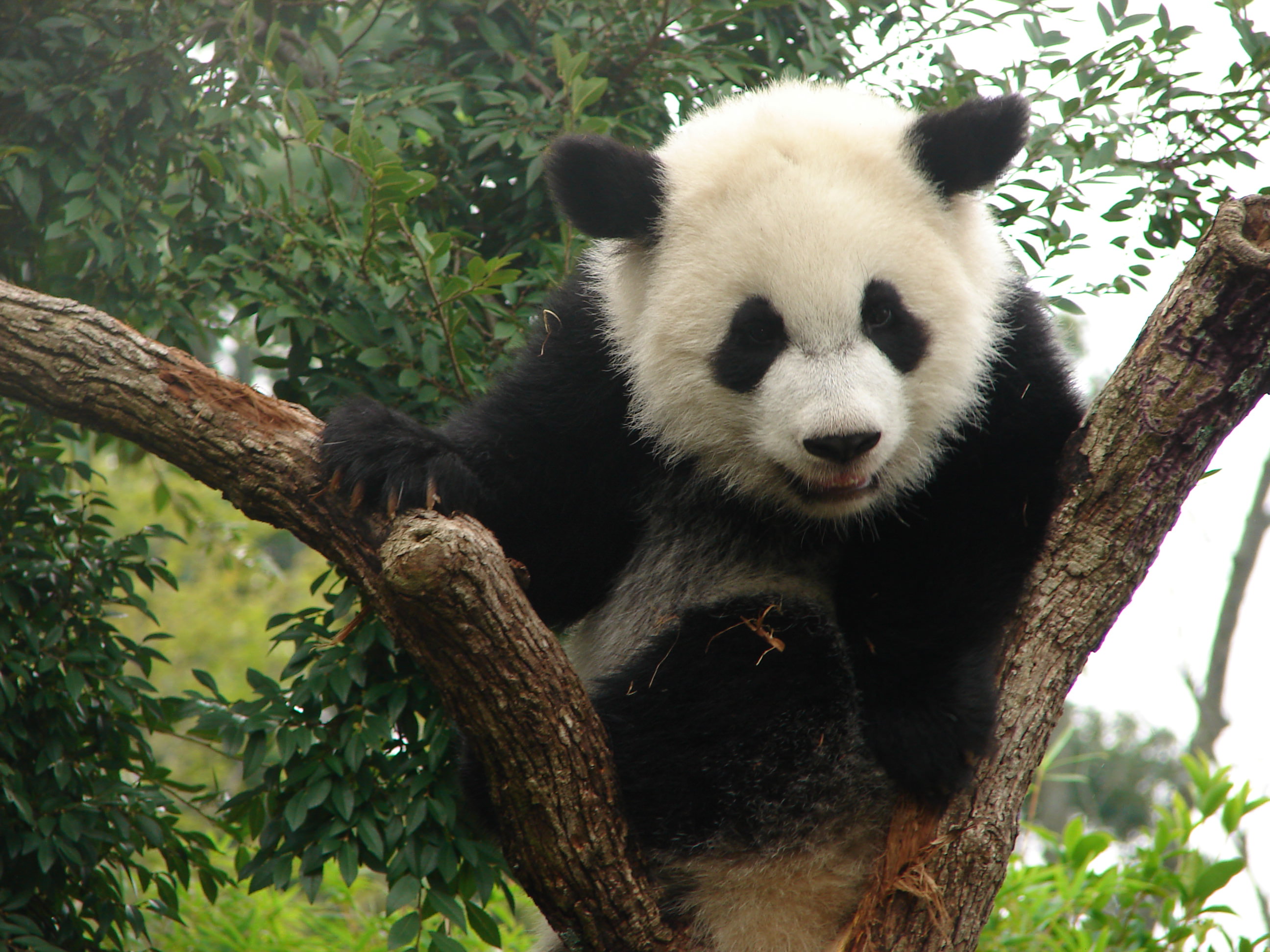 Baby Panda Thursday