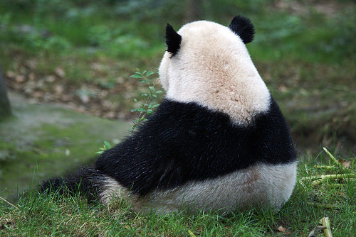 Baby Panda Thursdsay