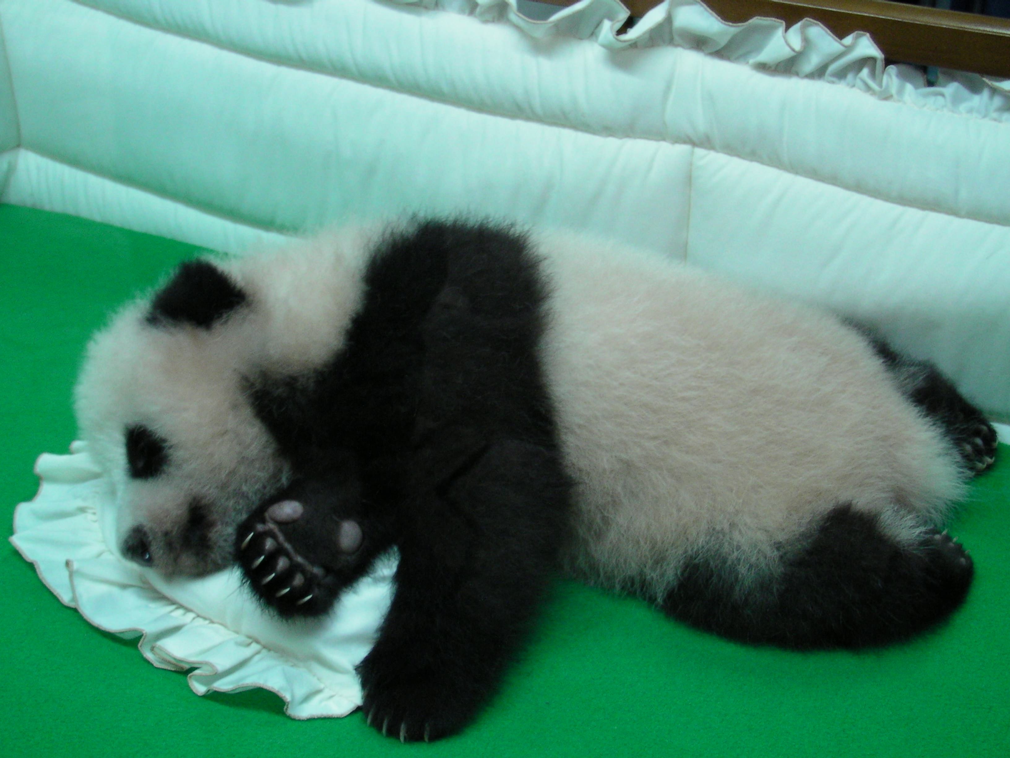 Baby Panda Thursday