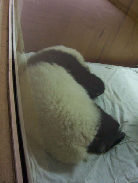 Baby panda sleeps with its back to the camera