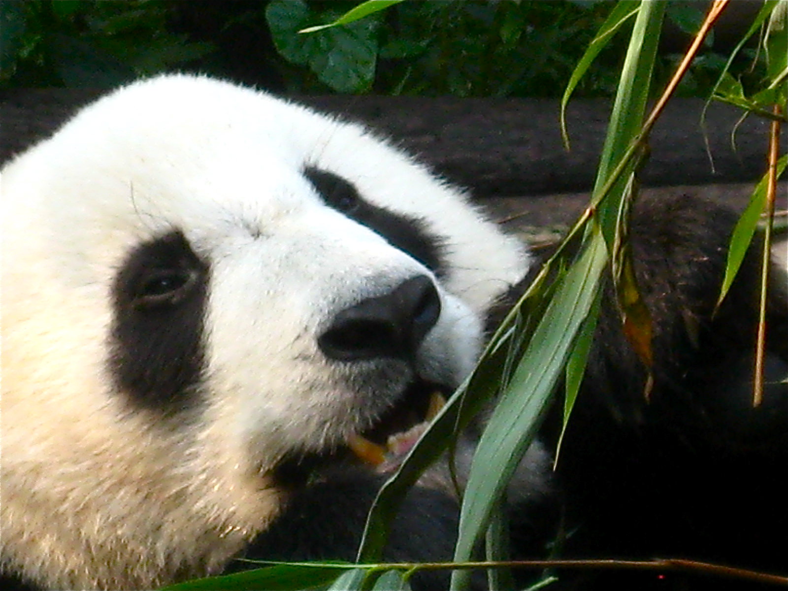 Baby Panda Thursday #39