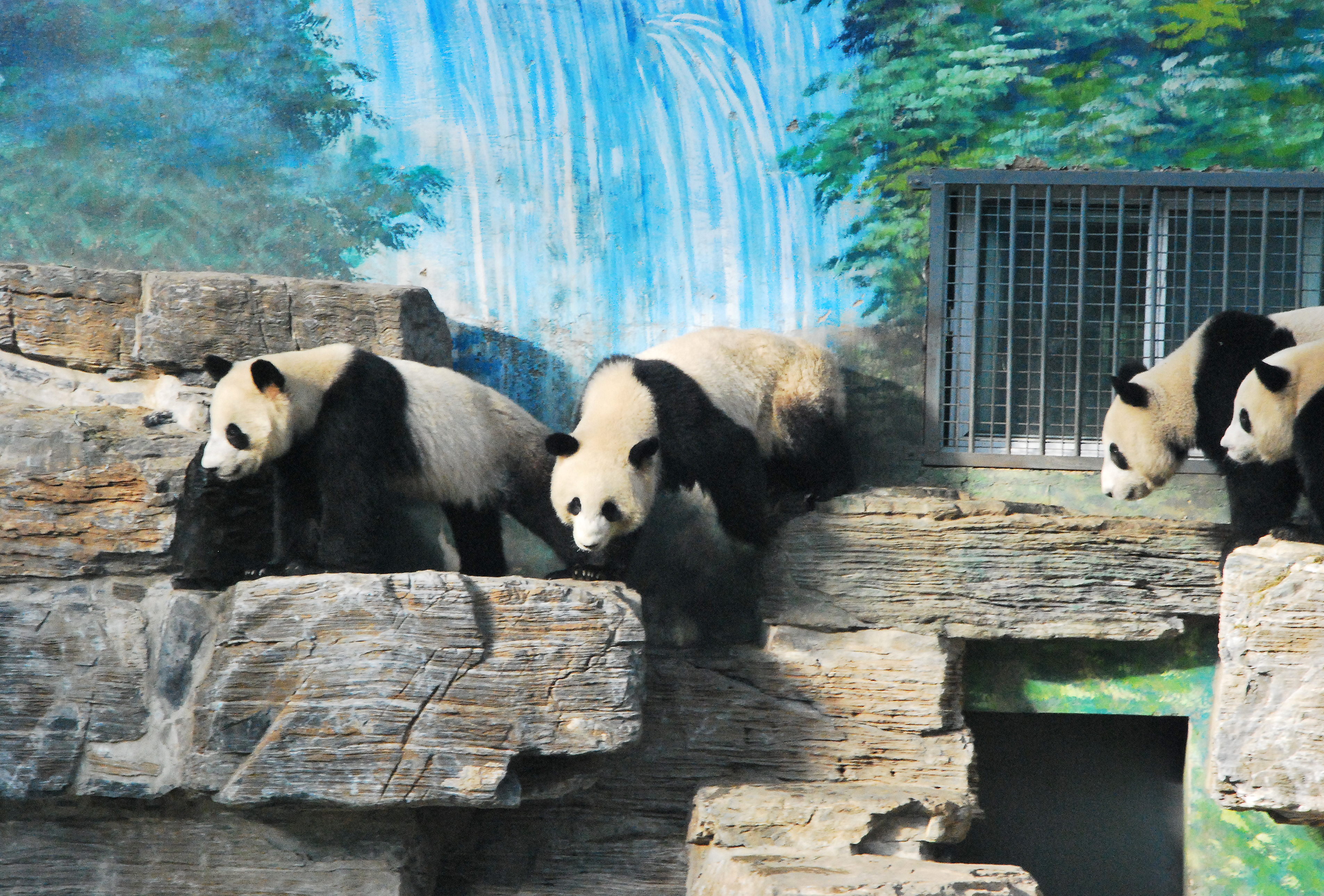 Baby Panda Thursday