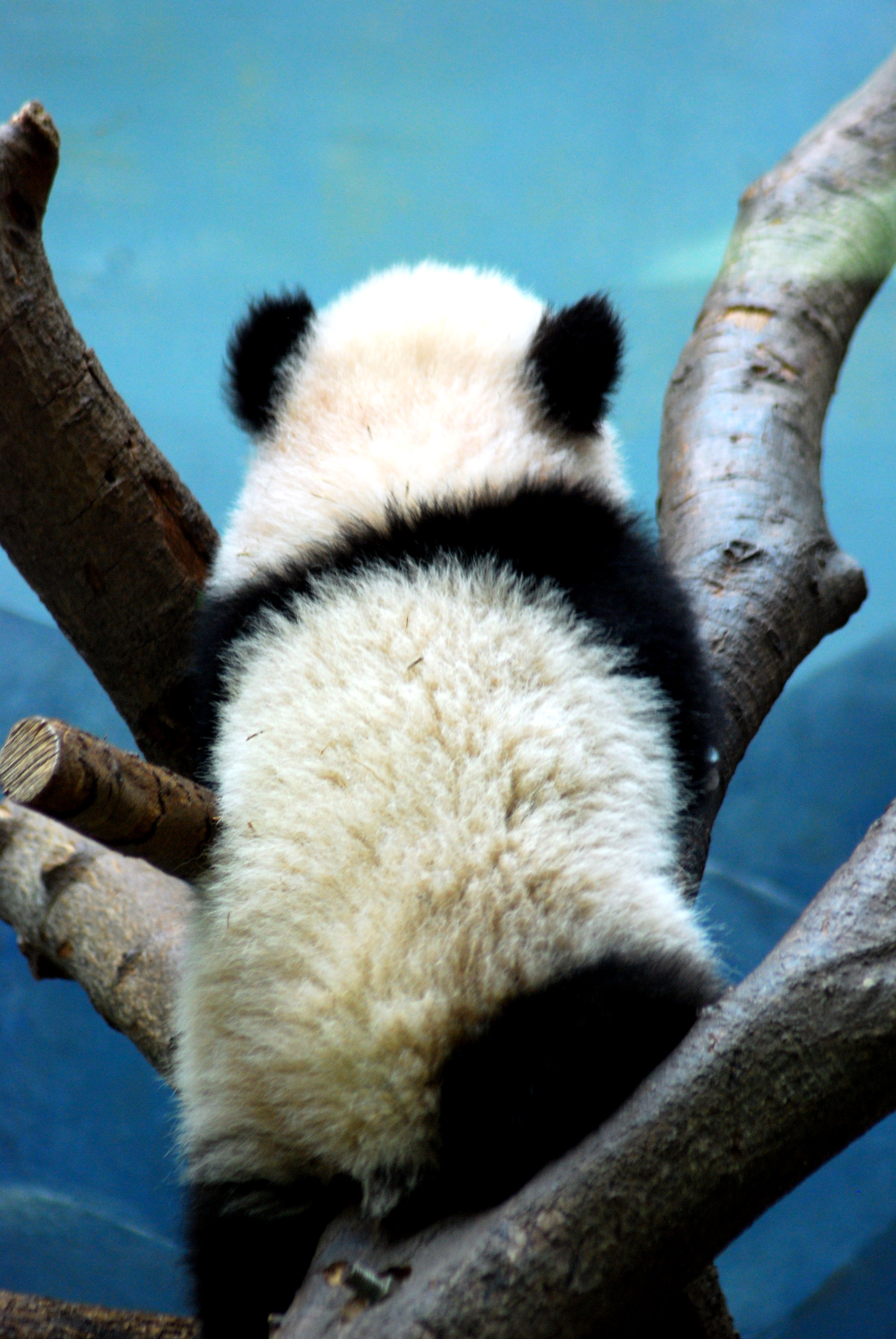 Baby Panda