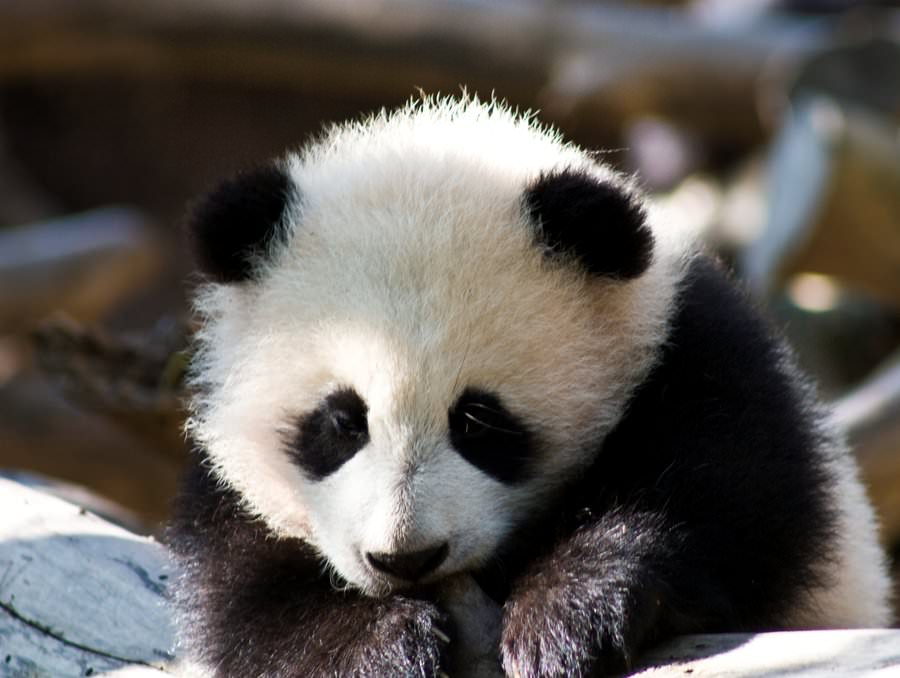 Baby Panda