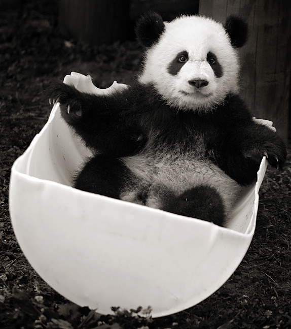 Baby Pandas