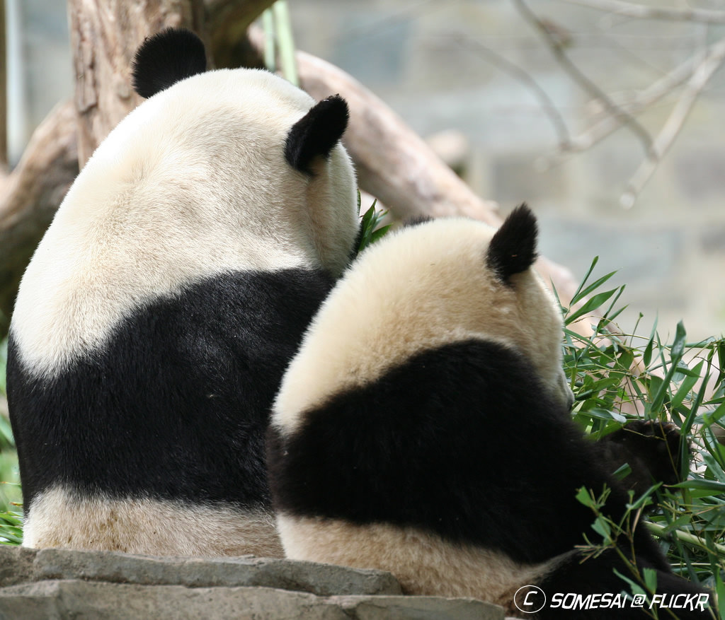 Baby Pandas