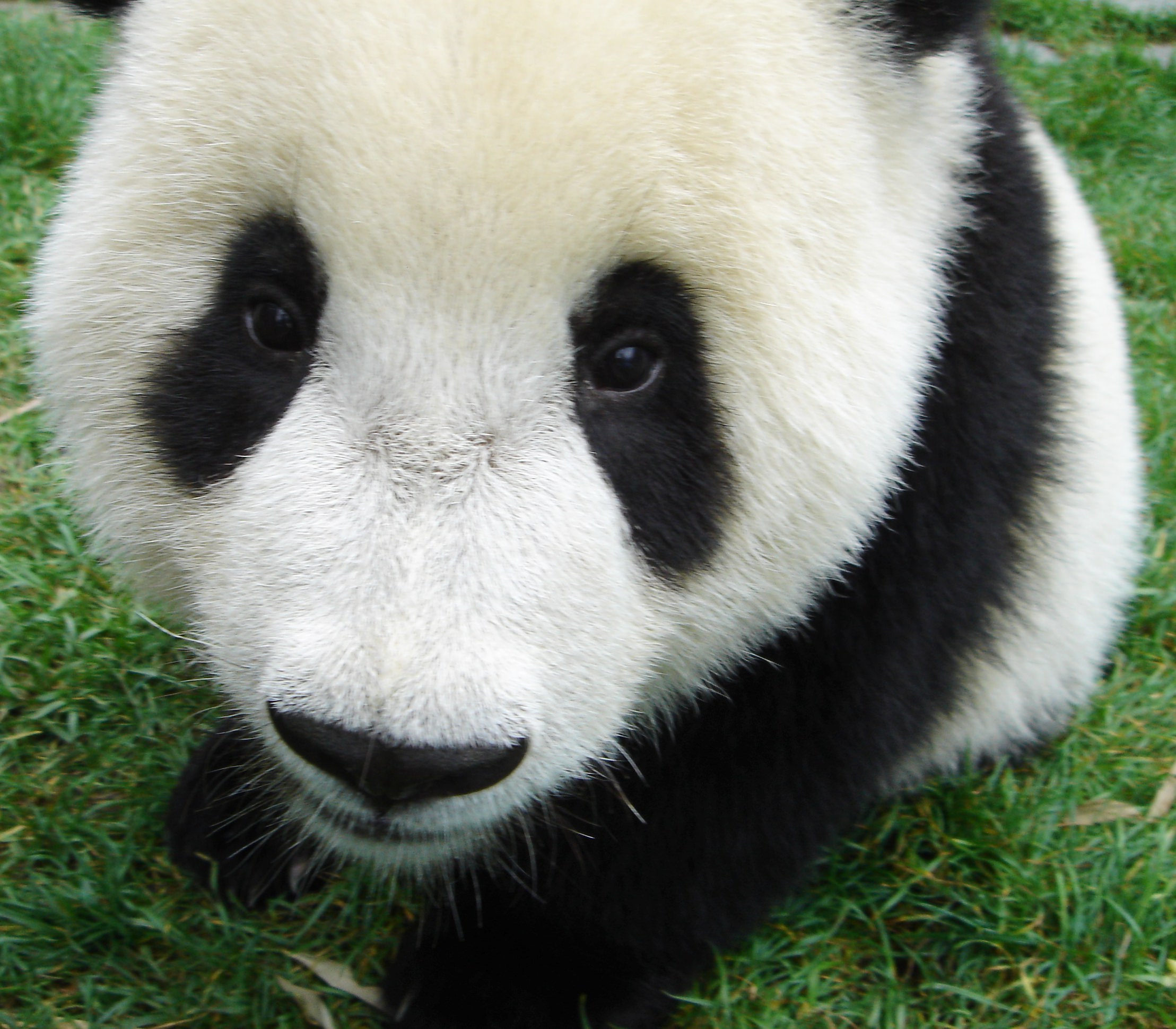 Baby Pandas