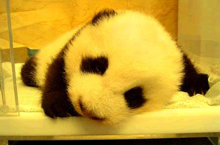 Baby Pandas