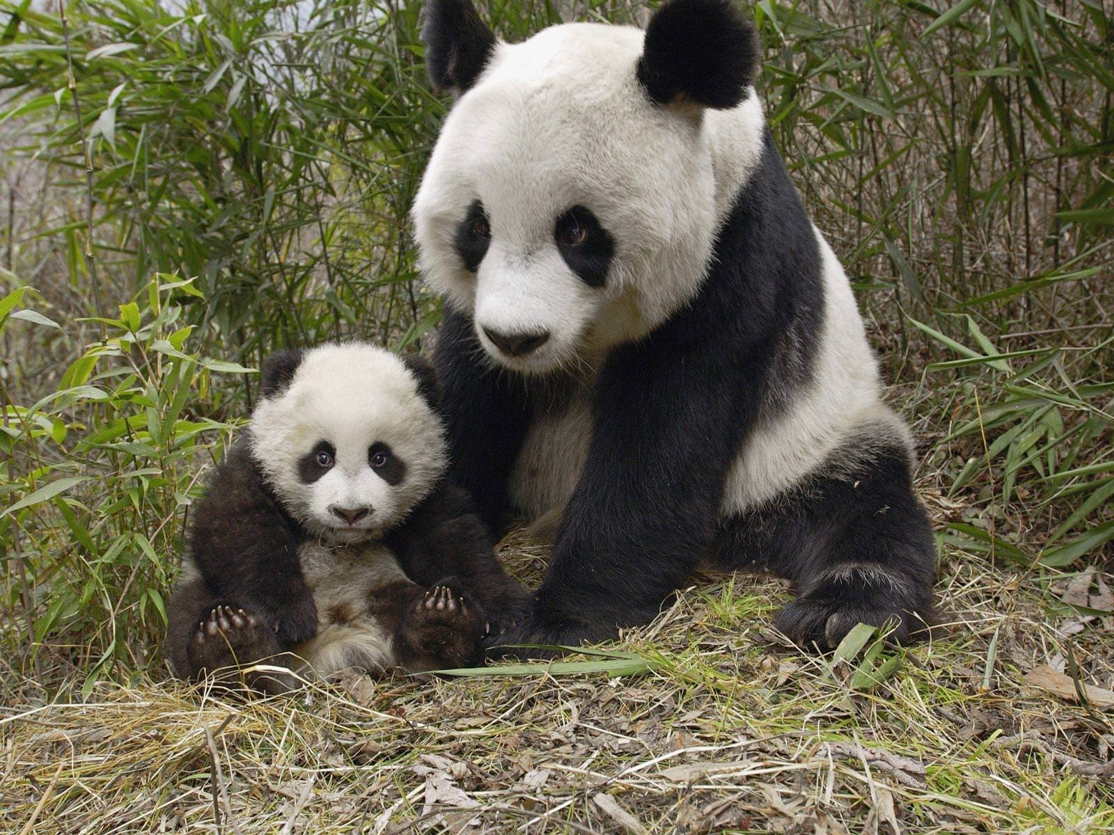 Baby Pandas