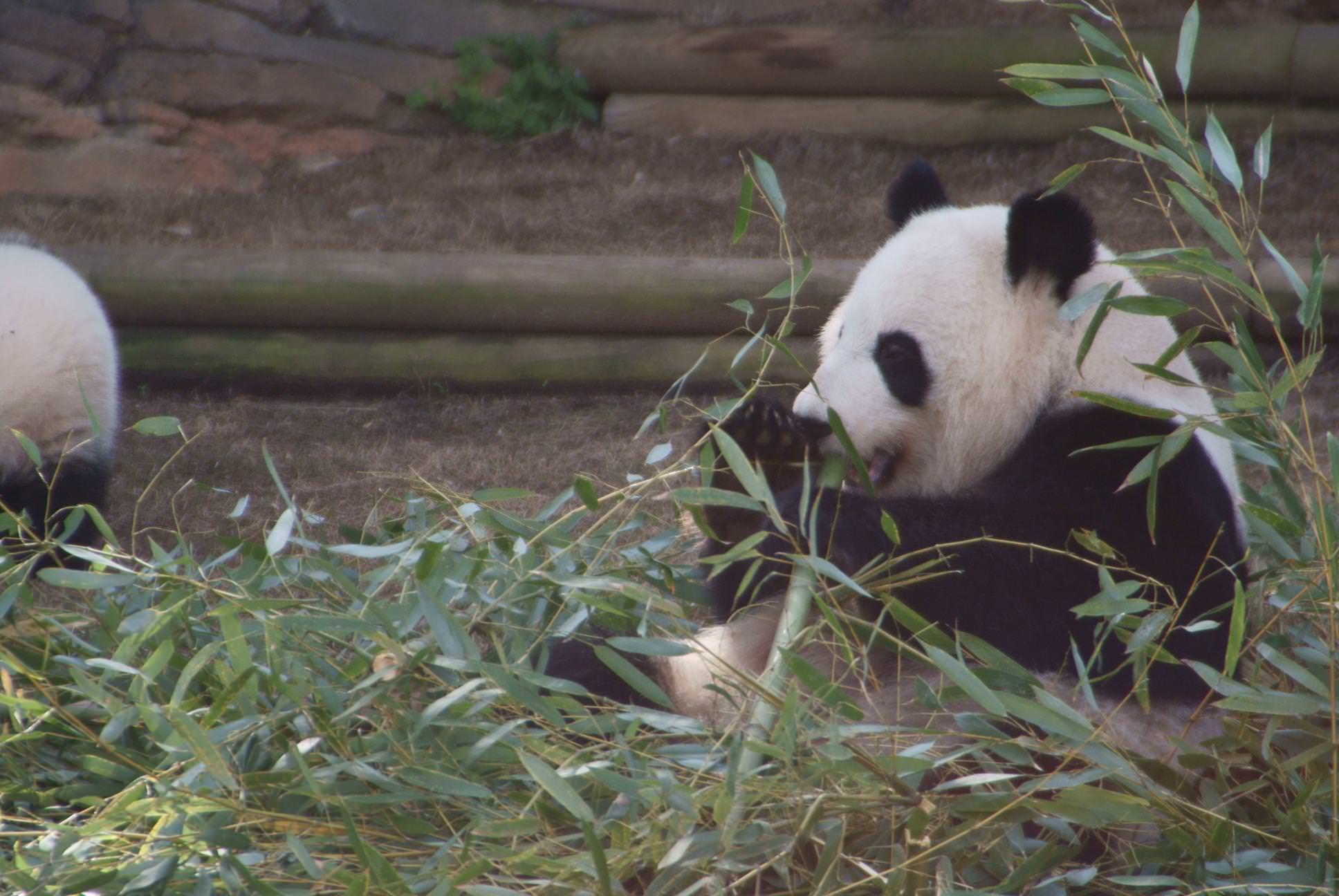Baby Pandas