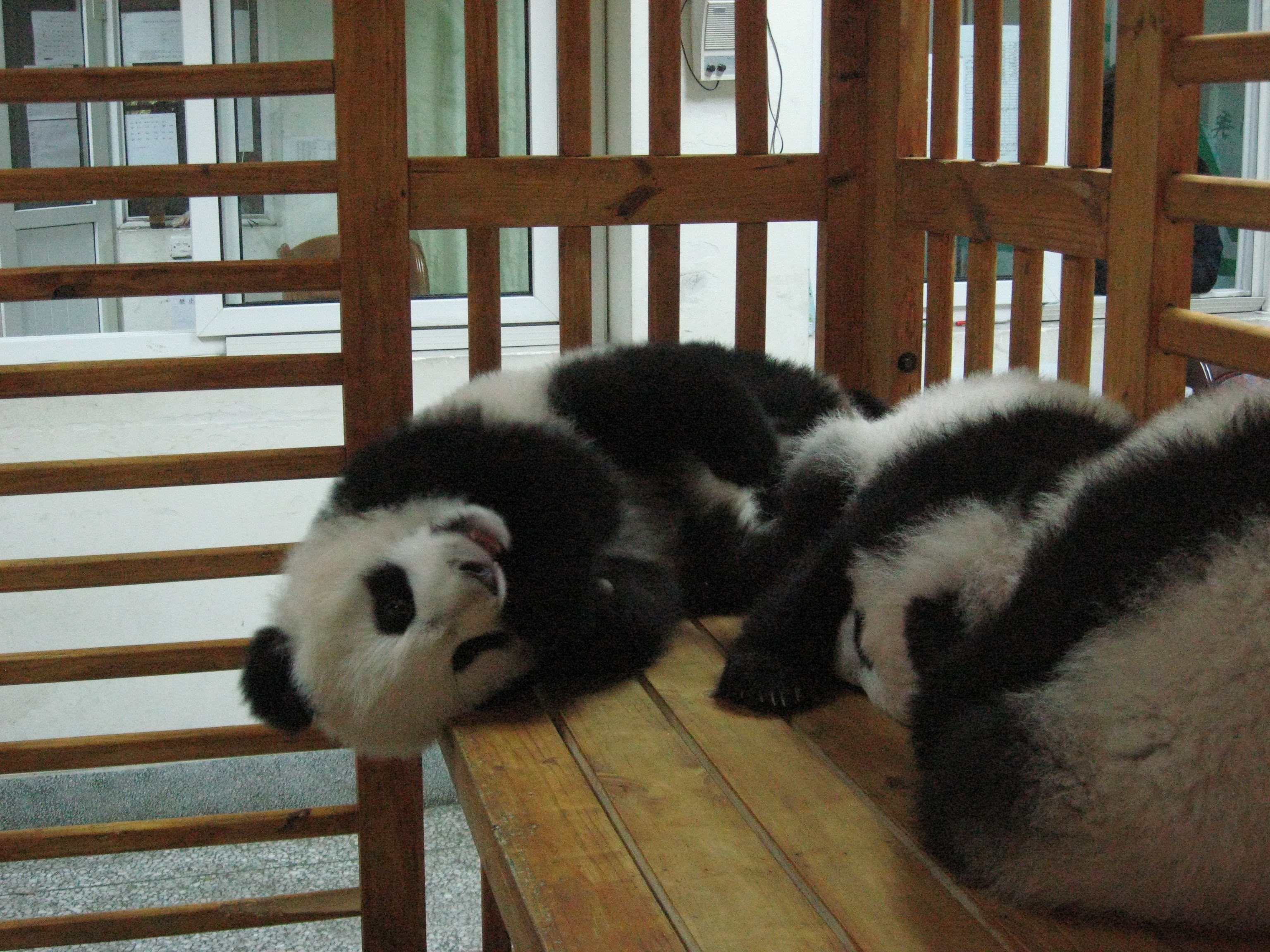 Baby pandas