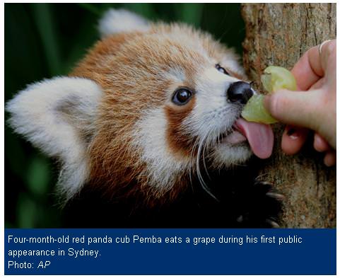 Baby red panda