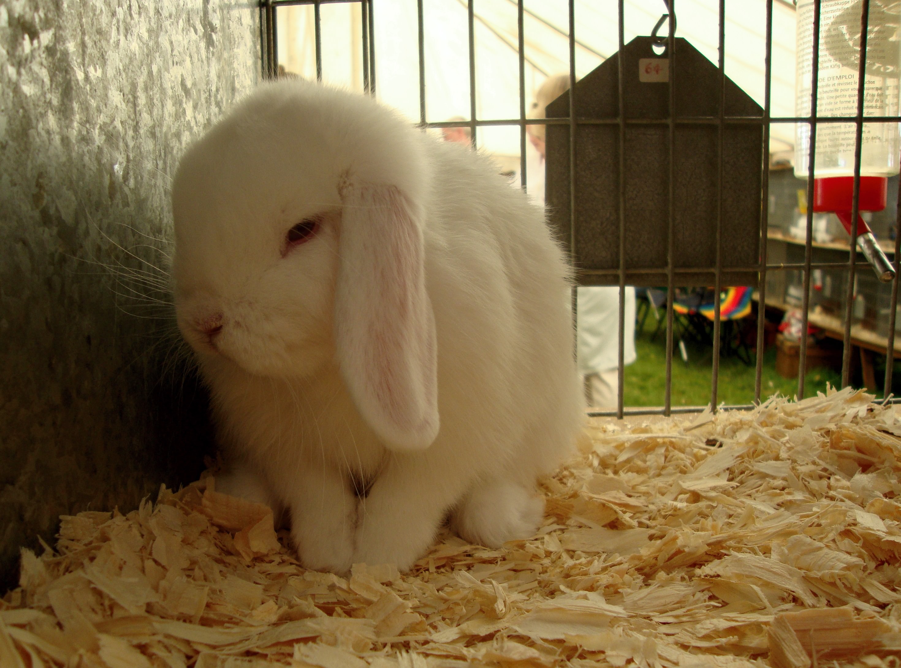 White long-eared rabbit in a cage