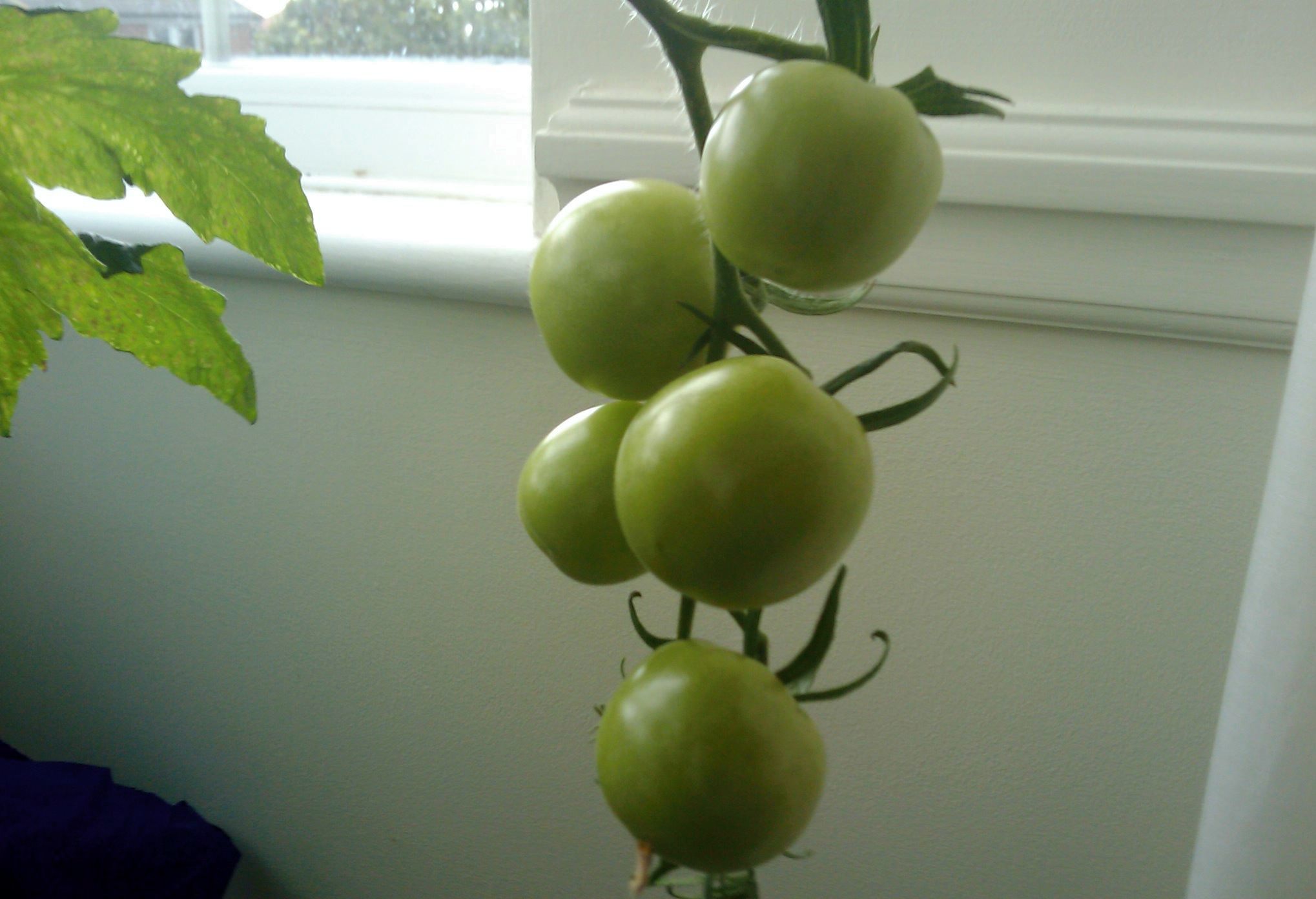 Green tomatoes hanging on the vine