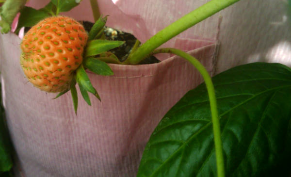 The Great Gardening Adventure - Week 2
