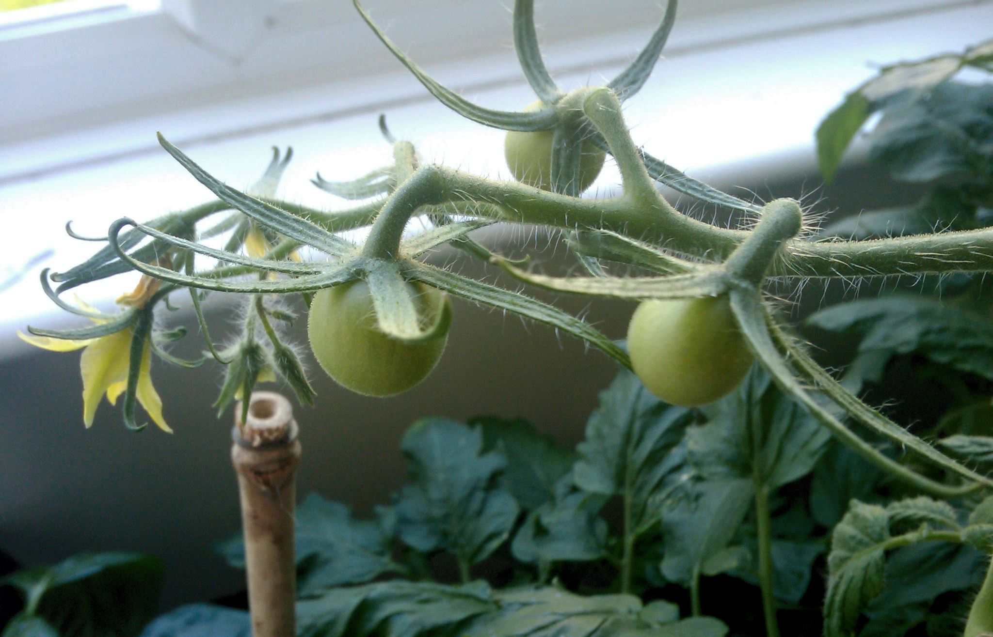 Tomato plant with green tomatoes