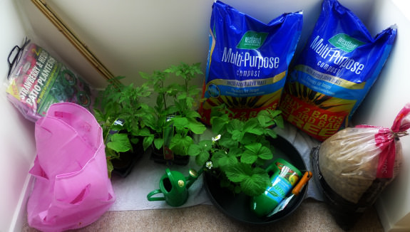 The Great Gardening Adventure