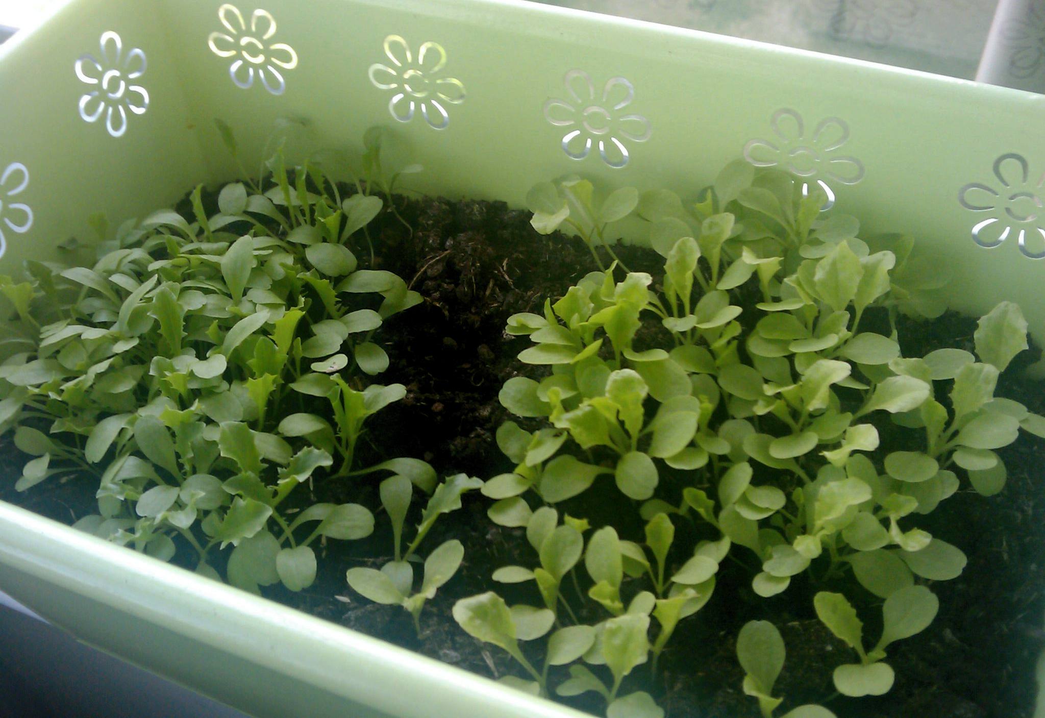 Lettuce leaves
