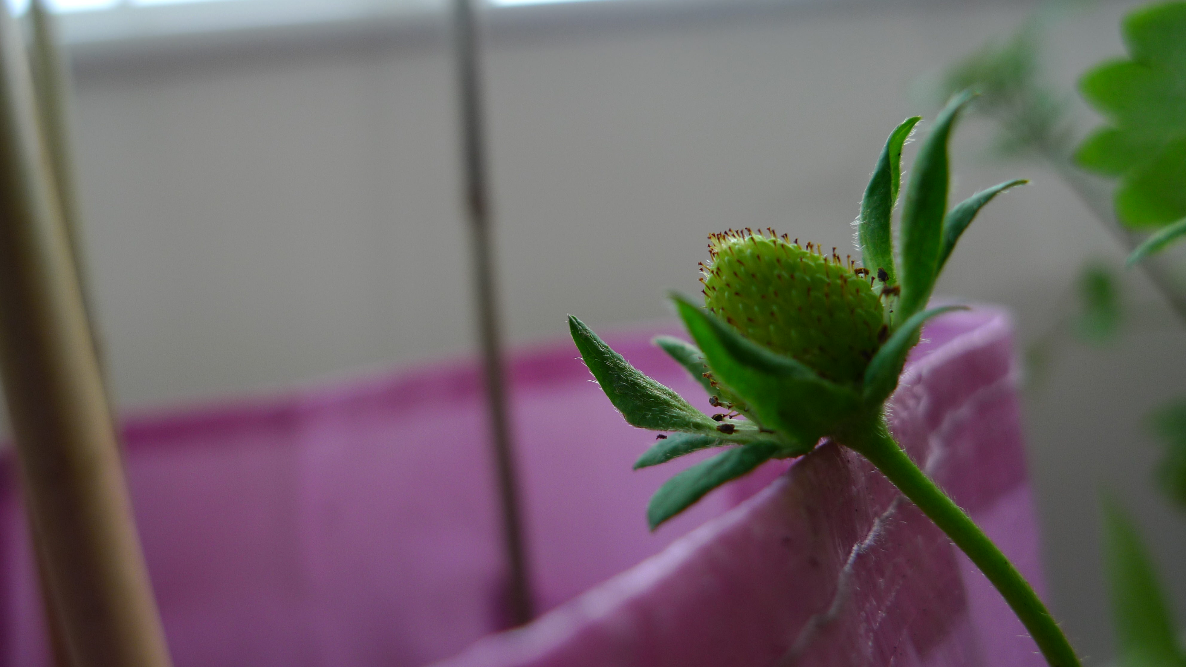 Gardening potential strawberry