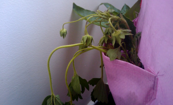 The Great Gardening Adventure - Week 1