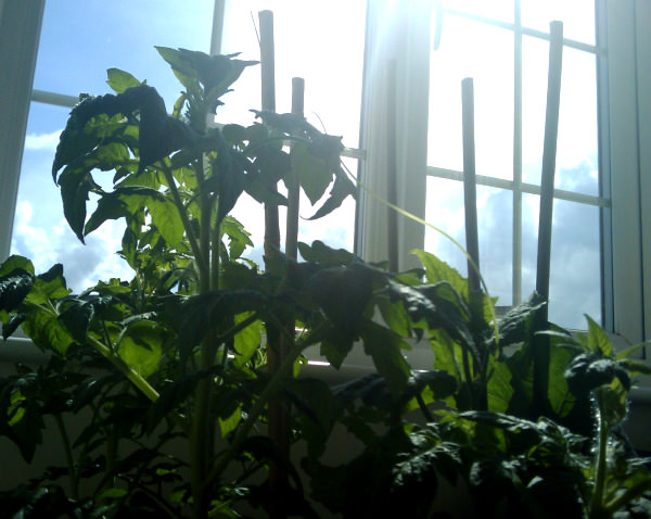 Tall tomato plants